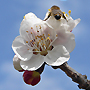 abricot-du-valais-fleur
