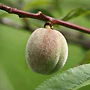 abricot-du-valais-fleur